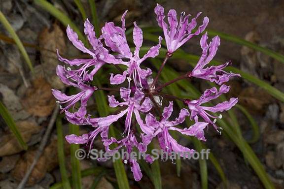 nerine undulata 1 graphic